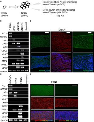 Modeling Poliovirus Infection Using Human Engineered Neural Tissue Enriched With Motor Neuron Derived From Embryonic Stem Cells